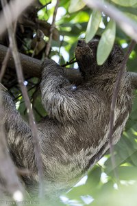 Faultier im Parque Centenario in Cartagena