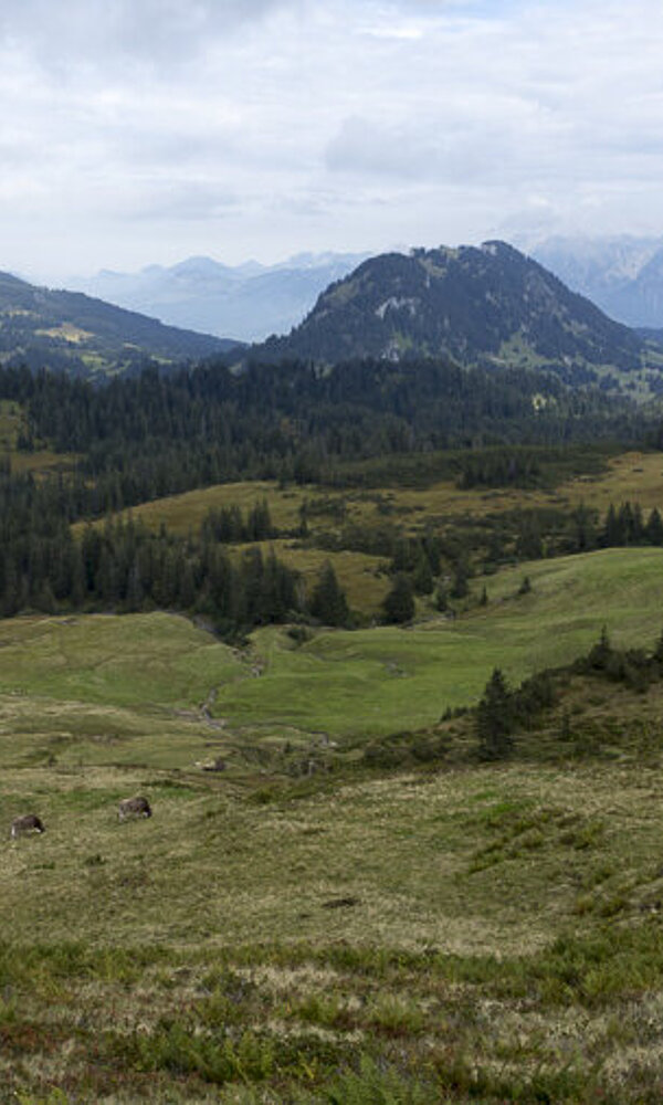 Aussicht vom Piesenkopf zum Besler