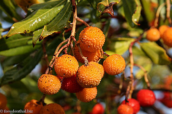 Litchibaum (Litchi chinensis)