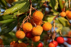 Litchibaum (Litchi chinensis)