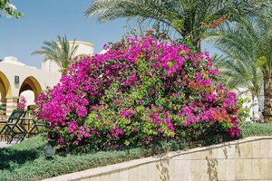 Auf der ganzen Anlage des Iberotel finden wir Bougainvillea.