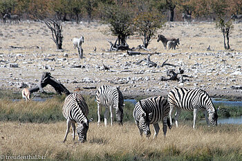 Burchell-Zebras