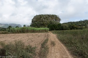 Reitausflug im Tal von Viñales