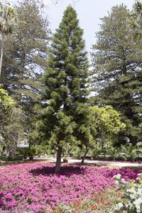 San Anton Garden auf Malta