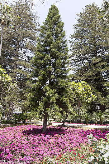 San Anton Garden auf Malta
