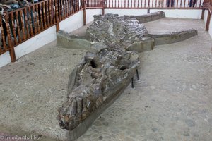 Das Kronosaurus-Baby von Villa de Leyva