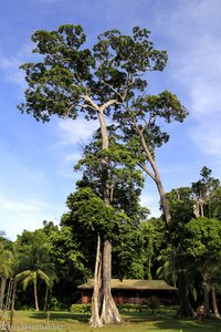 einer der Baumriesen auf Pulau Tiga
