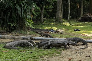 Bindenwaran auf Pulau Tiga