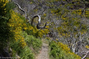 Weg unter knorriger verbrannter Baumheide zum Pico Ruivo