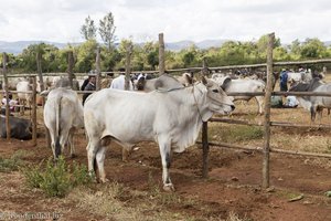 auf dem Rindermarkt im Shan-Staat in Myanmar