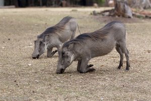 Warzenschweine beim Mlilwane Wildlife Sanctuary