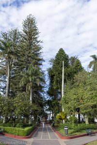 Große Bäume im Parque Caldas von Popayán.