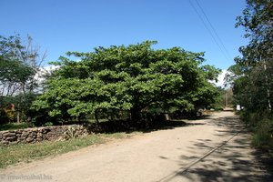 hinter dem Baum versteckt sich das Holzhaus