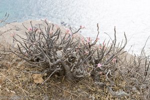 Wüstenrose bei der Klippe von Shatat – Shaat