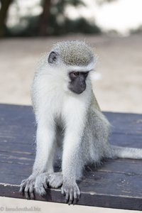 Grünmeerkatze - Affe beim Cape Fidal