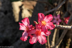 eine Wüstenrose auf dem Weg zum Omo River