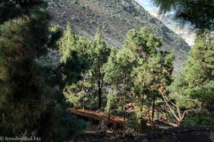 Kiefernwald auf dem Weg nach San Juan del Reparo