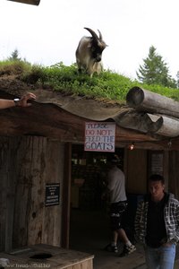 Goats on the Roof