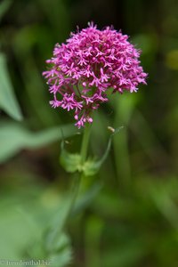 Blume bei Ponta do Sol