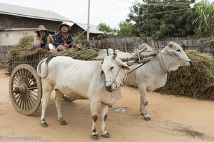 Kuhgespann im Dorf der Minnanthu von Bagan
