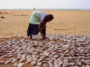 Negombo - Fischerin