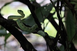 Lanzenotter, Pit Viper