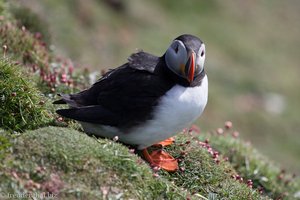 Papageitaucher auf den Shetlandinseln