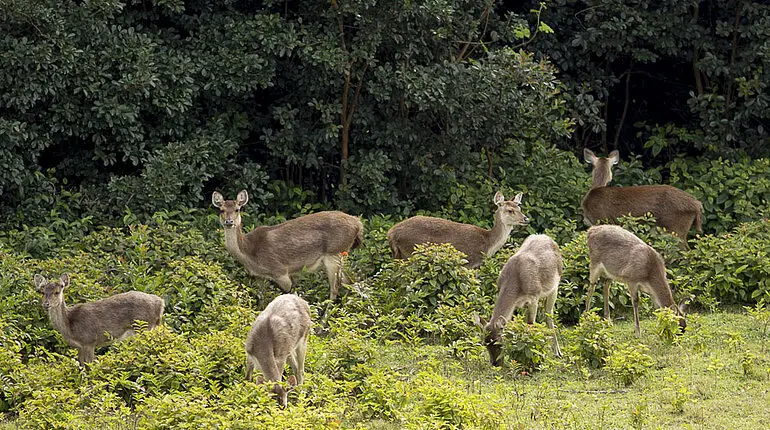 Hirsche bei der Diana Dea Lodge