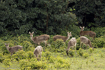 Hirsche bei der Diana Dea Lodge