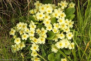 Primrose beim Wester Quarff