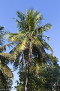 Palmen vor dem Shwenandaw Kloster