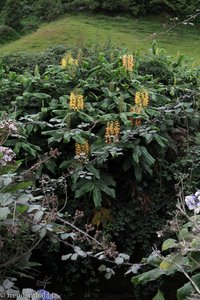 Girlandenblumen (Hedychium gardneranum) auf Sao Miguel