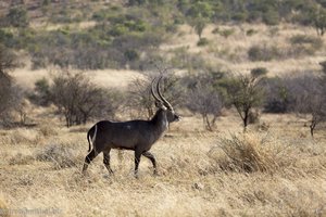 Wasserbock in Pilanesberg