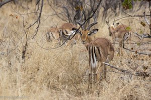 Impala im Krüger Nationalpark