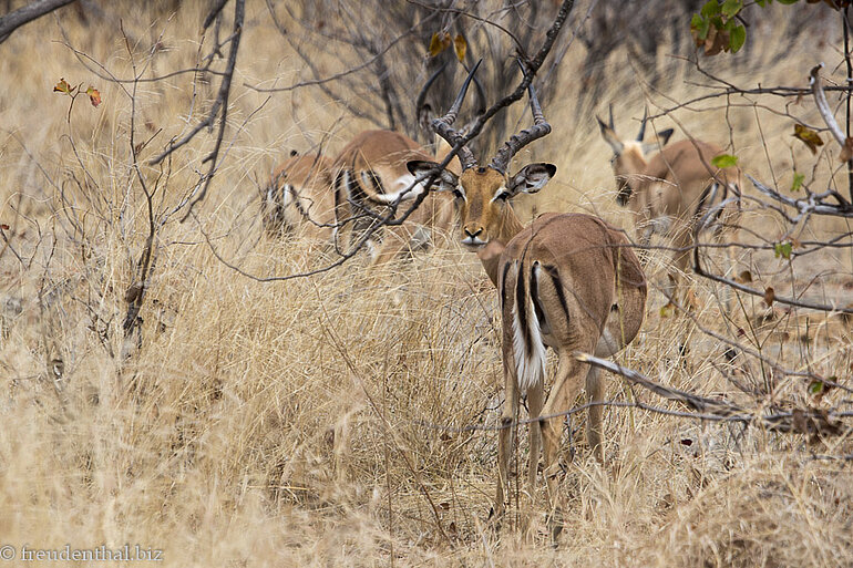 Impala im Kruger Nationalpark Mehrere Impala im Kruger Nationalpark