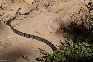 Kuba-Schlanknatter in der Sierra Maestra auf dem Weg zur Comandancia