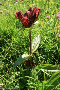 Purpur-Enzian (Gentiana purpurea)