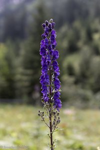 Blauer Eisenhut (Aconitum napellus)