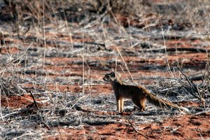 Fuchsmanguste (Cynictis penicillata) beim Game Drive in die Kalahari