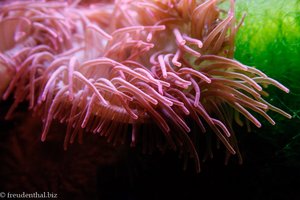 Anemone im Naturkundemuseum Salzburg