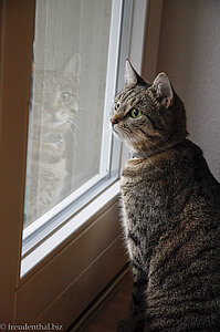 Wellensittiche auf dem Balkon, Katze drinnen