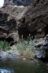 Schilfaufwuchs im unteren Teil des Barranco de Masca