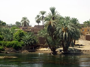 Palmen am Wasser