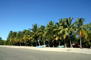 Kokospalmen am Strand von Samara