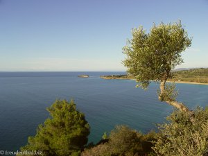 über das Meer ragender Baum auf Sithonia