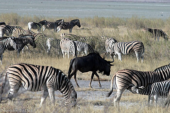Gnu in einer Zebra-Herde