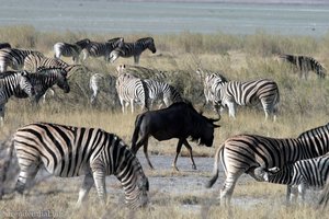 Gnu in einer Zebra-Herde