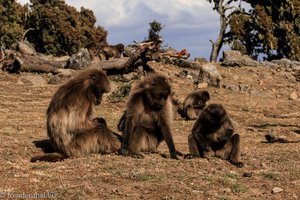 Blutbrustpaviane bei der Futtersuche im Simien Nationalpark