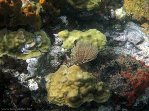 Korallenriff bei Bequia