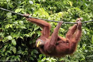 Orang Utan mit Banane im Maul